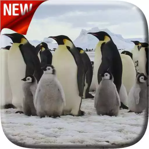 Free play online Penguins Video Live Wallpaper APK