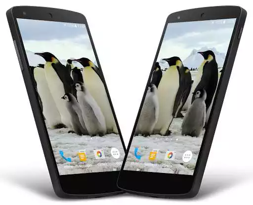 Play Penguins Video Live Wallpaper