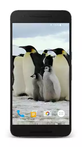 Play Penguins Video Live Wallpaper
