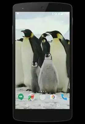 Play Penguins Video Live Wallpaper