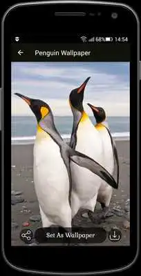 Play Penguin Wallpaper