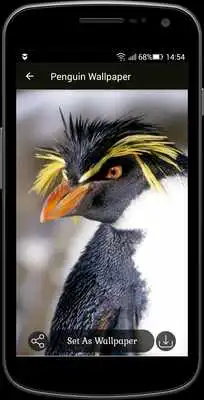 Play Penguin Wallpaper