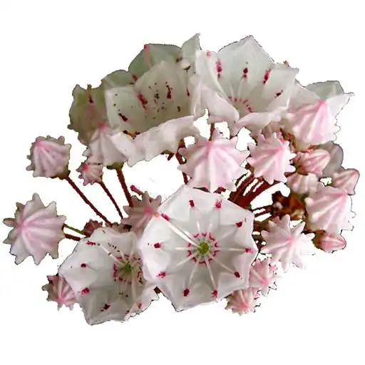 Play Pennsylvania Wildflowers APK Play Pennsylvania Wildflowers APK