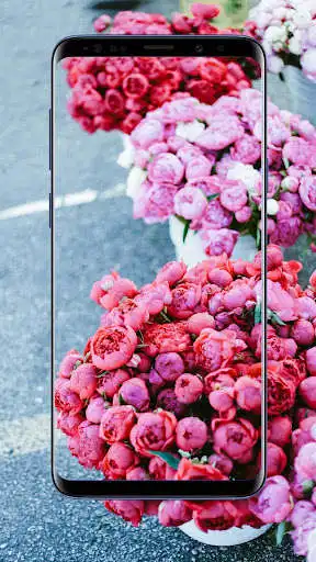 Play Peonies Flower Wallpapers  and enjoy Peonies Flower Wallpapers with UptoPlay