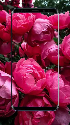 Play Peonies Flower Wallpapers as an online game Peonies Flower Wallpapers with UptoPlay