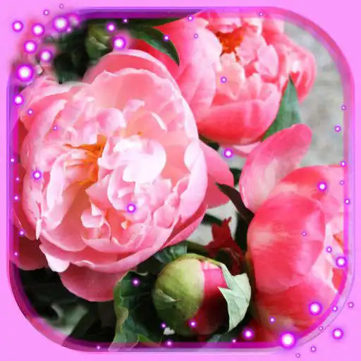 Play Peony Amazing Flowers APK