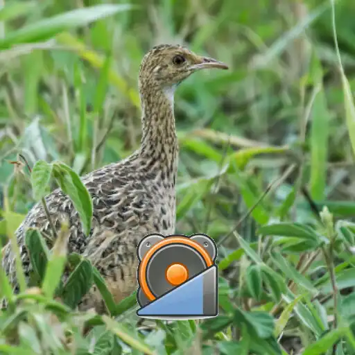 Play Perdiz Común Cantando APK