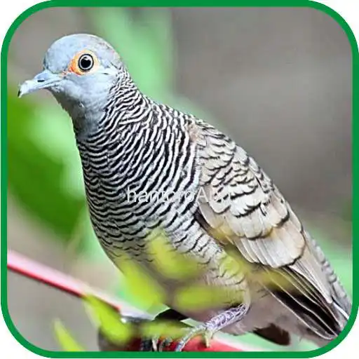 Run free android online Perkutut Lokal Manggung Juara APK Run free android online Perkutut Lokal Manggung Juara APK