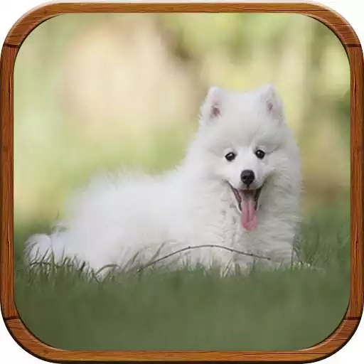 Play Perritos Fondos de Pantalla APK