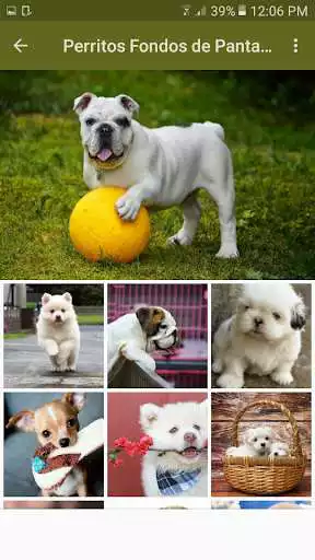 Play Perritos Fondos de Pantalla  and enjoy Perritos Fondos de Pantalla with UptoPlay