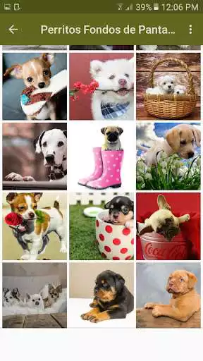 Play Perritos Fondos de Pantalla as an online game Perritos Fondos de Pantalla with UptoPlay