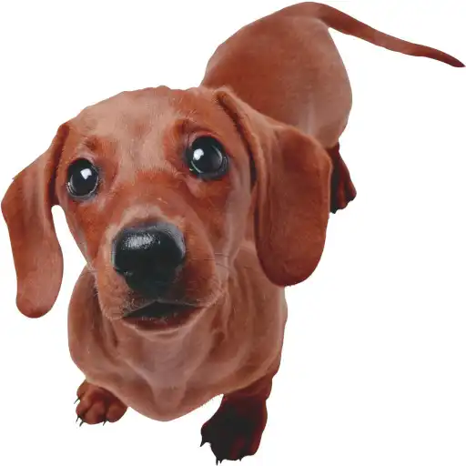 Play Perros - Red social para perros. Conoce gente. APK Play Perros - Red social para perros. Conoce gente. APK