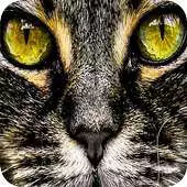 Free play online Persian Cats Background APK Free play online Persian Cats Background APK