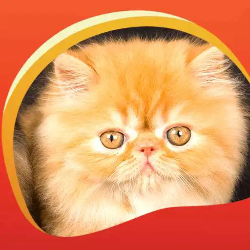 Free play online Persian Cats Live Wallpapers  APK