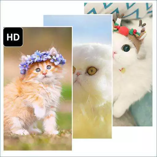 Play Persian cat Wallpaper APK
