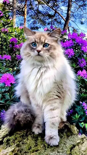 Play Persian Cat Wallpapers as an online game Persian Cat Wallpapers with UptoPlay
