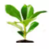 Free play online Pest-Messenger APK