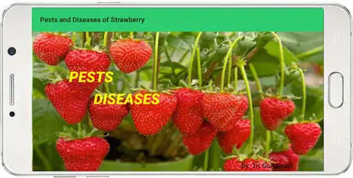 Play PESTS AND DISEASES OF STRAWBERRY as an online game PESTS AND DISEASES OF STRAWBERRY with UptoPlay