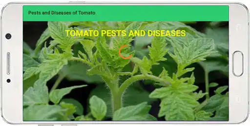 Play Pests and Diseases of Tomato  and enjoy Pests and Diseases of Tomato with UptoPlay