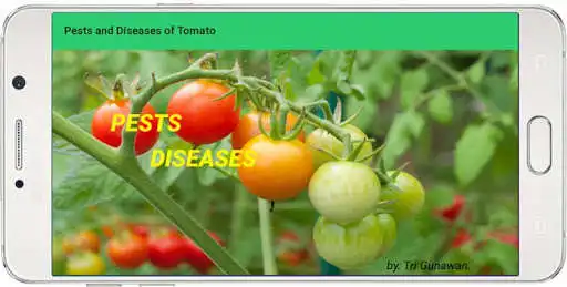 Play Pests and Diseases of Tomato as an online game Pests and Diseases of Tomato with UptoPlay