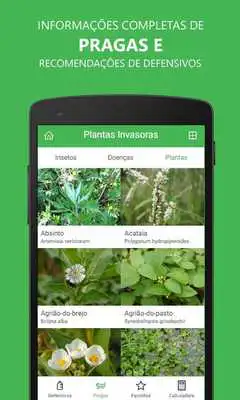 Play Pests of Papaya