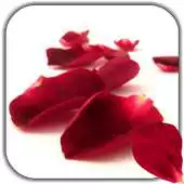 Free play online Petals 4K Video Live Wallpaper APK