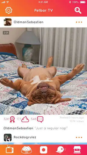 Play Petbar - Pet, Dog & Puppy Finder  and enjoy Petbar - Pet, Dog & Puppy Finder with UptoPlay