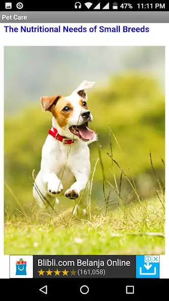 Play Pet Care Guides  and enjoy Pet Care Guides with UptoPlay