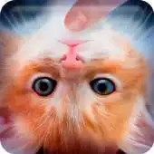 Free play online Pet Cats: Happy Meow APK Free play online Pet Cats: Happy Meow APK