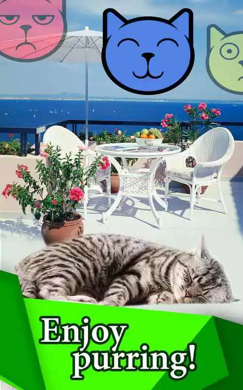 Play Pet Cats: Happy Meow