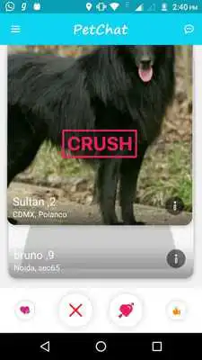 Play PetChat Play PetChat