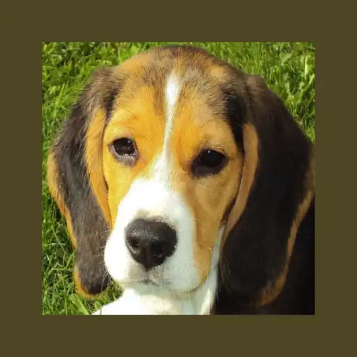 Play Pet Dog Simulator APK