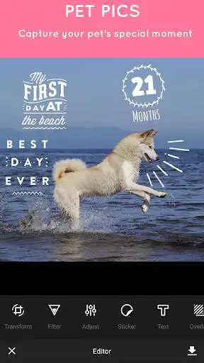 Play Pet Pictures - Photo Editor - Pet Face Wallpapers