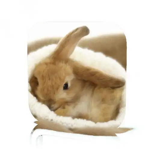 Play Pet Rabbit Care APK