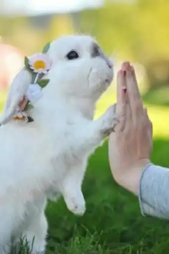Play Pet Rabbit Care  and enjoy Pet Rabbit Care with UptoPlay