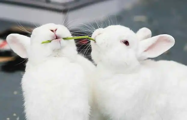 Play Pet Rabbit Care as an online game Pet Rabbit Care with UptoPlay