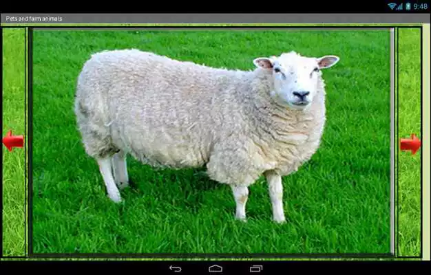 Play Pets and farm animals