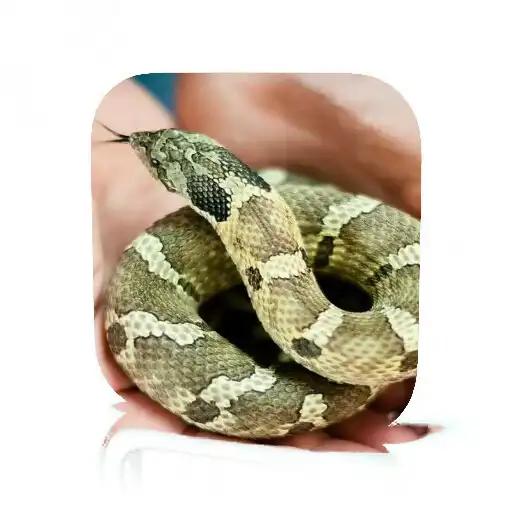 Play Pet Snake Care APK