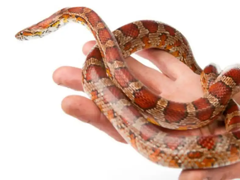 Play Pet Snake Care and enjoy Pet Snake Care with UptoPlay Play Pet Snake Care and enjoy Pet Snake Care with UptoPlay