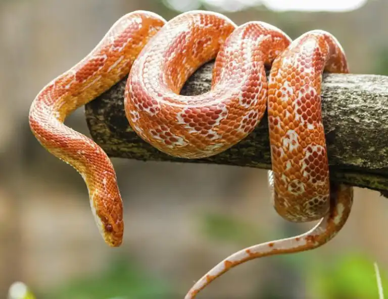 Play Pet Snake Care as an online game online Pet Snake Care with UptoPlay Play Pet Snake Care as an online game Pet Snake Care with UptoPlay