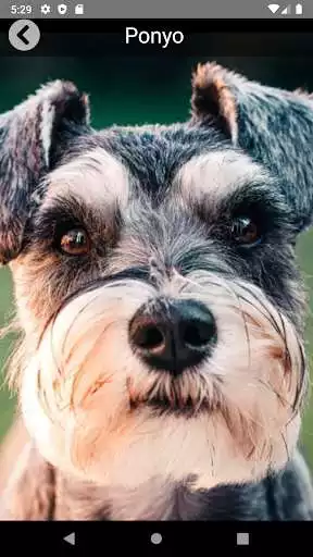 Play Pet Sudoku as an online game Pet Sudoku with UptoPlay