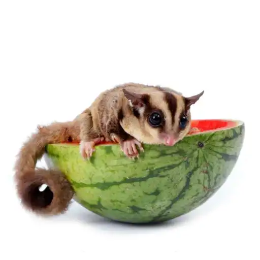 Play Pet Sugar Glider Care Guide APK Play Pet Sugar Glider Care Guide APK