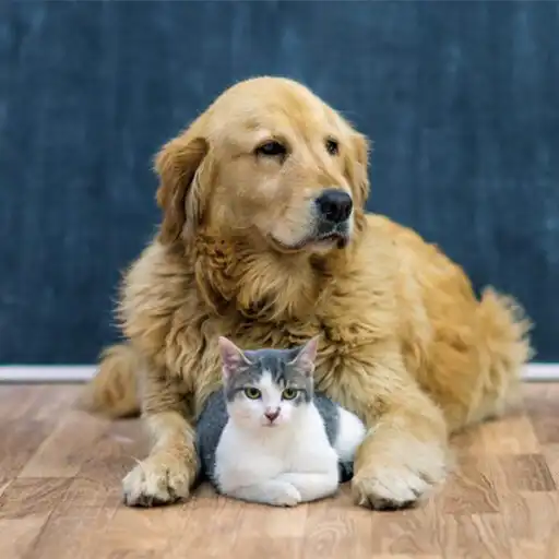 Play Pets World APK