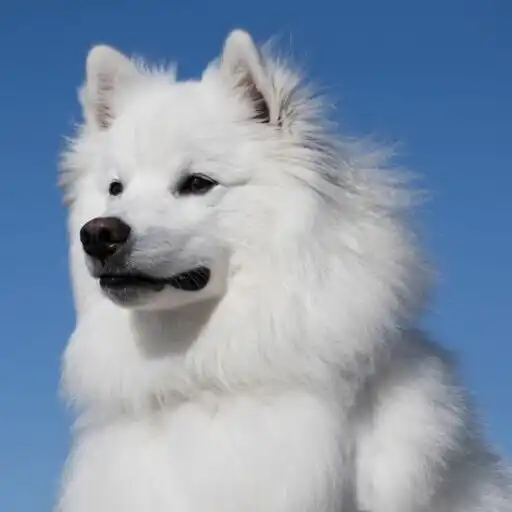 Play Petszzle - Cute Pets Puzzle APK