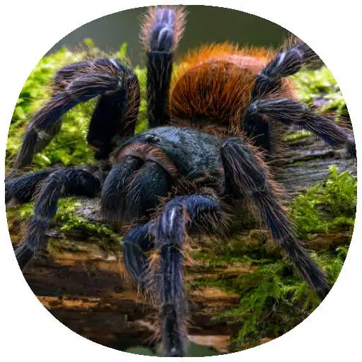 Play Pet Tarantula or Scorpion Care (Guide) APK Play Pet Tarantula or Scorpion Care (Guide) APK