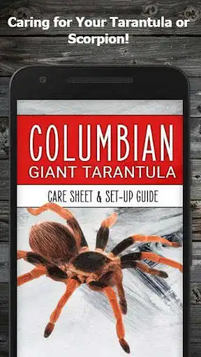 Play Pet Tarantula or Scorpion Care (Guide)  and enjoy Pet Tarantula or Scorpion Care (Guide) with UptoPlay