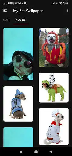 Play Pet Wallpaper Play Pet Wallpaper