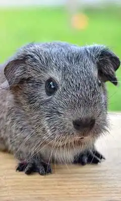 Play Pet Wallpaper Play Pet Wallpaper