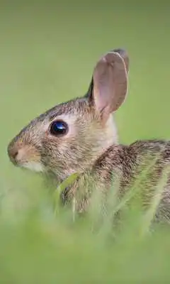 Play Pet Wallpaper Play Pet Wallpaper