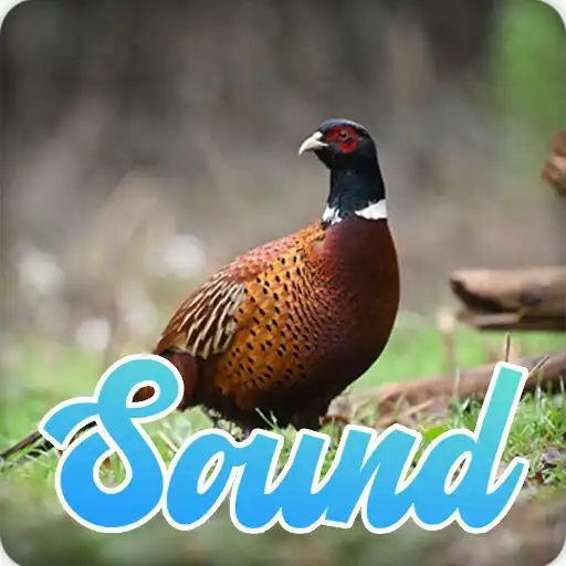 Play Pheasant Bird Sounds Effect APK